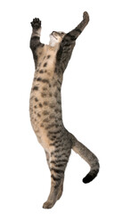Mixed-breed cat, Felis catus, 6 months old, standing in front of white background © Dmax