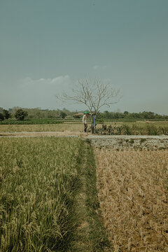 Rural paddy field landscape with green and brown rice fields, a farmer carrying a load, and a bare tree