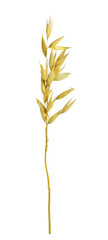 Fototapeta premium Small dry oat (avena sativa) spikelet isolated on white or transparent background. Profile view.