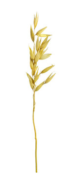 Small dry oat (avena sativa) spikelet isolated on white or transparent background. Profile view.