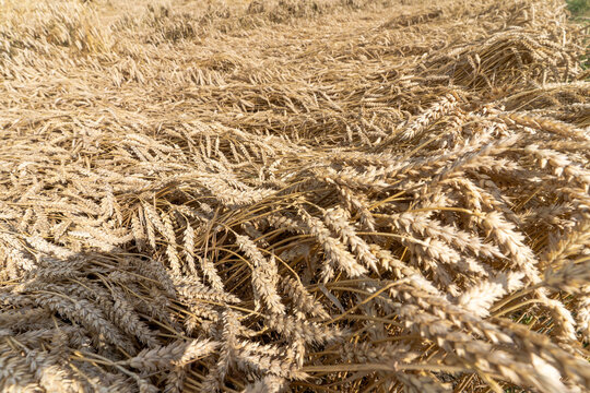 Dense ripe wheat flattened and tangled across an agricultural field, showing severe crop lodging before harvest.