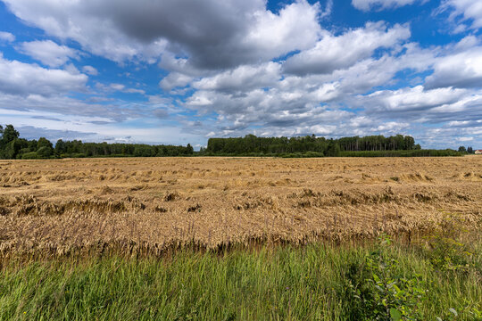 Large area of flattened and lodged cereal crop in an agricultural field beneath dramatic summer clouds.