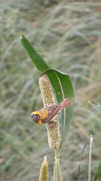 Baya Weaver Bird Eating Bajra Sitting On Spike Of Pearl Millet - 4k Vertical Video