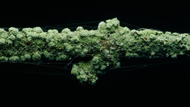 Lichen growing on branch with intricate spider web