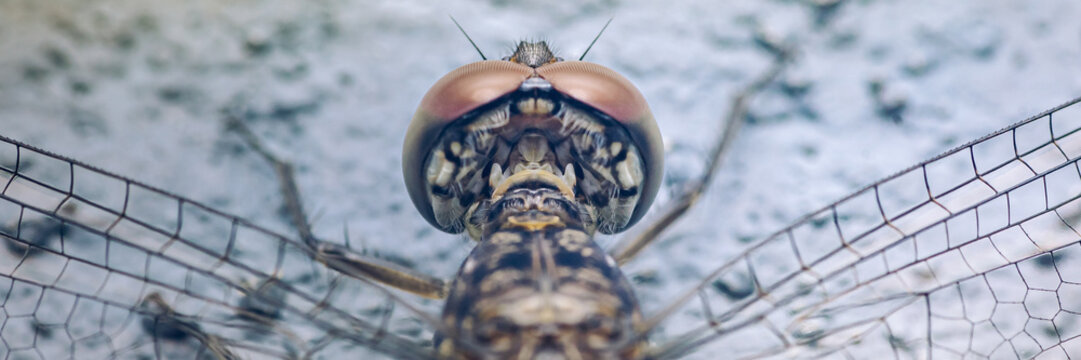 Dragonfly head with compound eyes and delicate wings