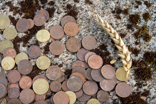 Euro cent coins scattered on a rough mossy stone surface beside a ripe wheat ear, illustrating the connection between money and agriculture.