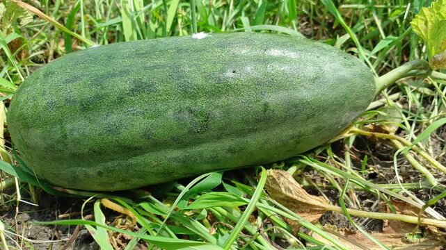 Maturing Oriental Melon Growing In Green Field Grass Top View Close Up Shot
