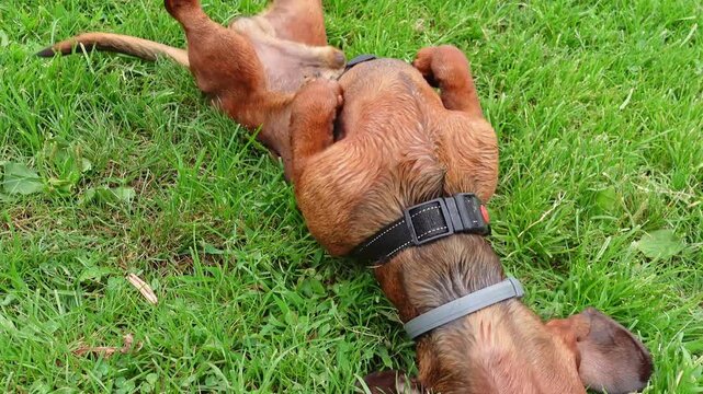 A brown dachshund dog rubs its back on the green grass in a park meadow, scent rolling with playful joy
