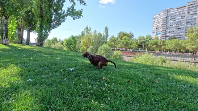 The camera follows behind a happy purebred brown dachshund dog running at top speed across a green grass field in a park
