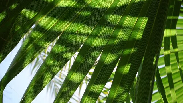 Close-up of a green palm leaf backlit, creating a beautiful natural moving background
