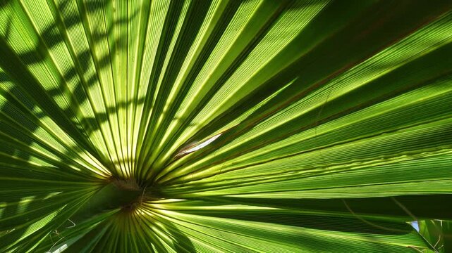 Close-up of a large, deep green palm leaf seen from below, contrasting with the sunlight, creating a vibrant, moving natural background
