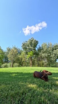 A playful brown dachshund dog running across a green lawn in a park, carrying a wooden stick in its mouth while being chased. Vertical video
