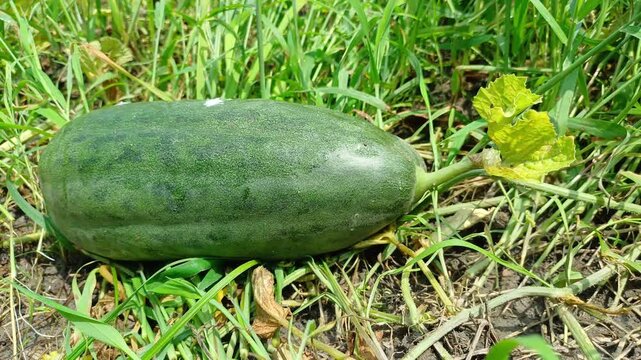 Maturing Oriental Melon Growing In Green Field Grass Top View Close Up Shot