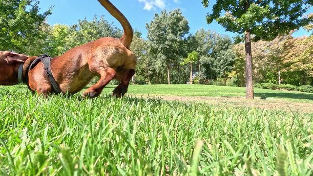A purebred brown dachshund dog biting and playing with a stick on a green meadow in a park
