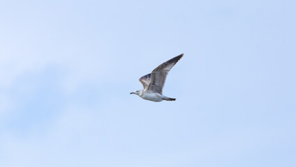 Obraz premium Gull in Flight Against Blue Sky