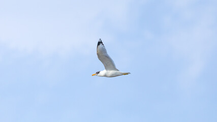 Fototapeta premium River Tern Carrying Fish in Flight