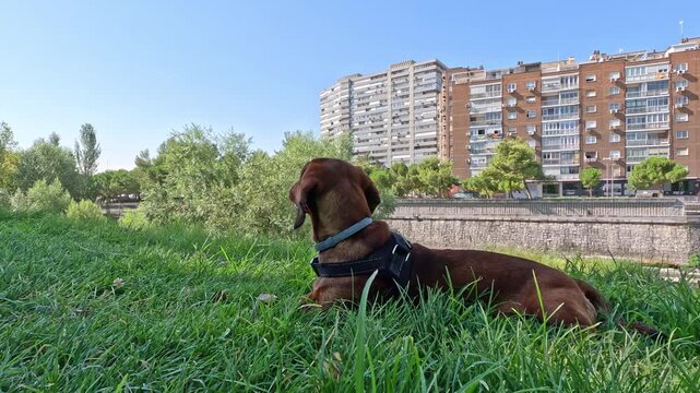 A brown haired cute dachshund is lying in the lush grass of an urban park in Madrid. It gets up, follows a scent trail, then sits peacefully to contemplate
