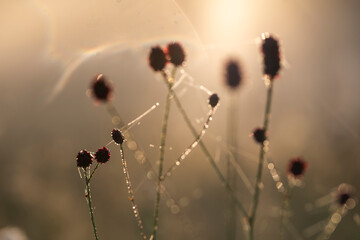 Burnet flowers entangled in a dewy spiderweb in golden morning light with copy space for text © Elżbieta Kaps