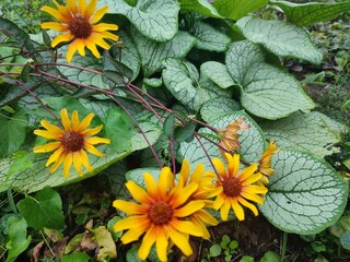 sunflower in the garden / słoneczniki w ogrodzie  © Anna