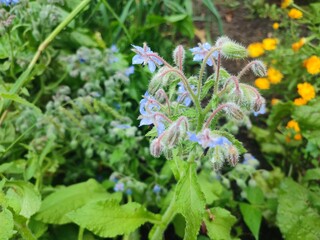 blue and white flowers © Anna