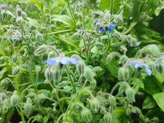 Fototapeta premium borage, ogórecznik