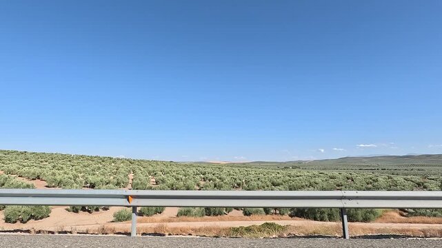 Huge cultivated fields of olive trees seen from a vehicle driving on a highway in Jaen, Andalusia, Spain
