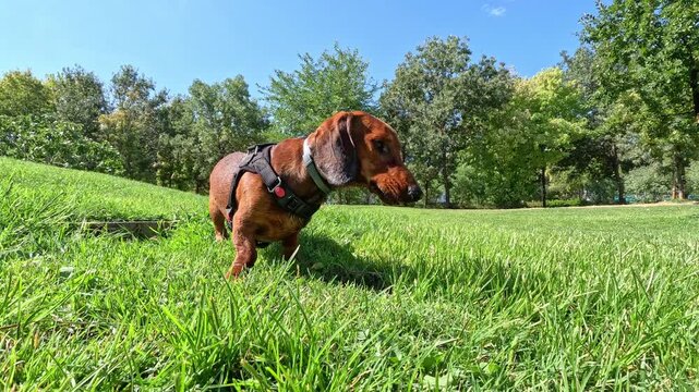 A purebred brown dachshund dog eats food on a green grass lawn in a park and starts searching the ground for more
