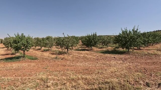 Two olive groves in rows with dry grass on the ground, one with younger trees, from the window of a moving car on a country road
