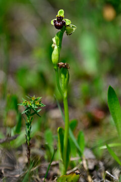 Bumblebee orchid // Drohnen-Ragwurz (Ophrys bombyliflora) - National Park Coto de Do&ntilde;ana, Spain