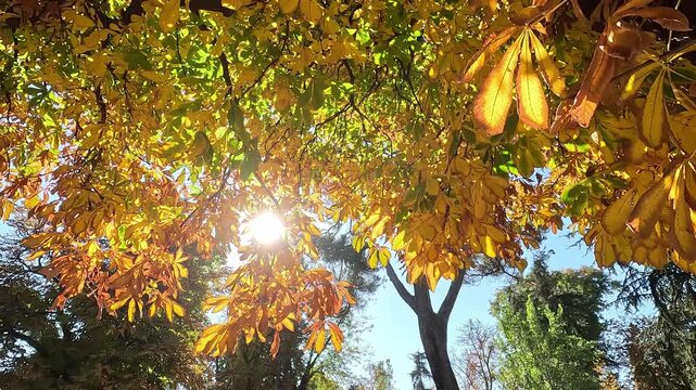 Sunlight pours through the branches of a tall chestnut tree in a forest, highlighting its green and yellow autumn leaves against a backdrop of blue sky and creating a warm, tranquil atmosphere
