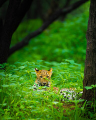 Indian leopard resting in dense green vegetation at Jhalana Leopard Conservation Reserve, Rajasthan, staring directly through the foliage with its distinctive rosette coat blending naturally. © Rohit Beniwal