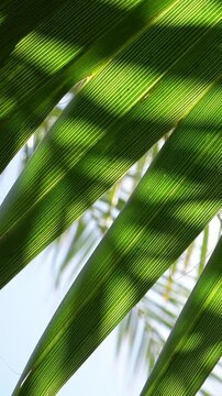 Vertical video of close-up of a green palm leaf backlit, creating a beautiful natural moving background

