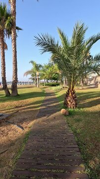 Walking along a wooden walkway surrounded by green grass and palm trees, next to the beach with umbrellas on the sand and the ocean under a clear blue sky, near the promenade of Benalmadena, Malaga, A