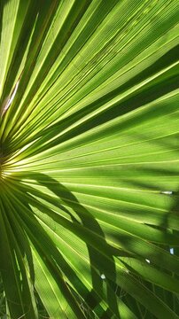Vertical video of a close-up detail of a green palm leaf seen from below, backlit by sunlight and creating a vibrant and moving natural background
