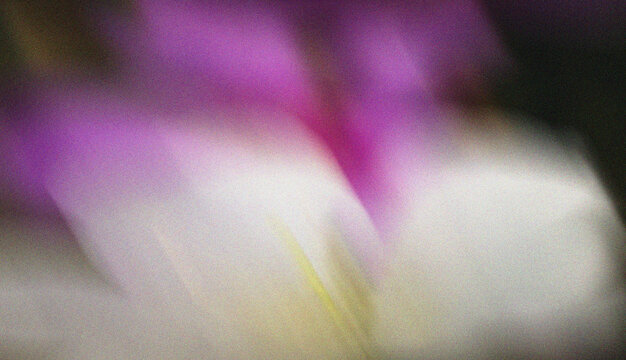 Abstract blurred flower background with soft white petals and vibrant purple floral bokeh