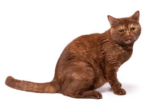 Cinnamon British Shorthair cat. Isolate