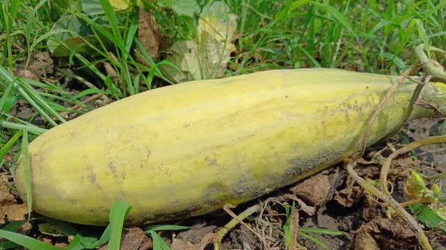 Ripe Oriental Melon Growing On Ground Vine In Green Farm Field Close Up Shot