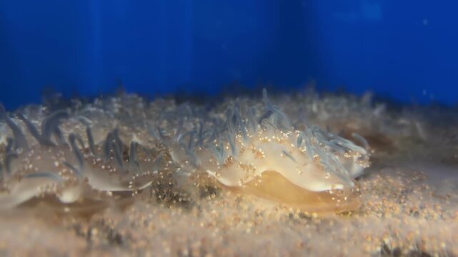 Transparent marine creature with flowing tentacles moves gracefully across sandy substrate in a blue aquarium, showcasing its unique form and texture in a close-up view