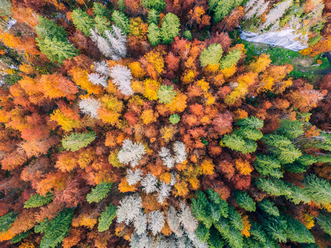 A journey into the Julian Alps' nature. The magnificent Fusine lakes in the Tarvisio area, pristine forests ablaze with autumn. View from above.