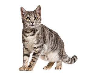 Grey stripped mixed-breed cat standing, isolated on white © Dmax