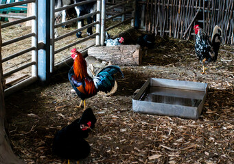 Colorful Roosters and Chickens in a Rustic Barn Coop on a Traditional Farm © dizfoto1973