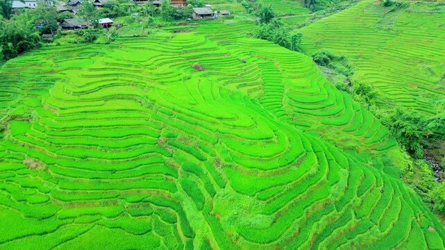 Vivid patchwork rice terraced mountain scape, Drone aerial rotate revealing village, Sapa.