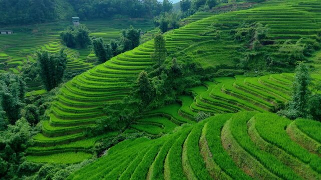 Paddy fields cover hills in jungle area cultivating land creating vivid curved patterns. Drone fly over, Sapa, Vietnam.