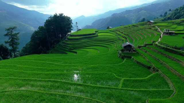 Iconic rice terraced landscape photogenic paddy field, South East Asia. Aerial rotate reveal surreal landscape with slick curves layered paddy, revealing valley beyond.