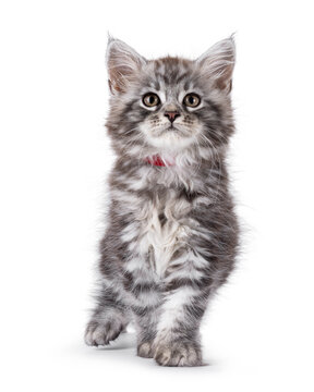 Cute grey silver Maine Coon cat kitten, walking towards viewer. Looking straight to camera with curious expression. Isolated on a white background.
