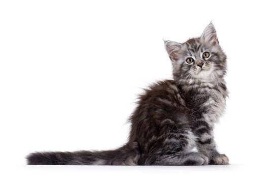 Cute grey silver Maine Coon cat kitten, sitting up side ways. Looking straight to camera with curious expression. Isolated on a white background.