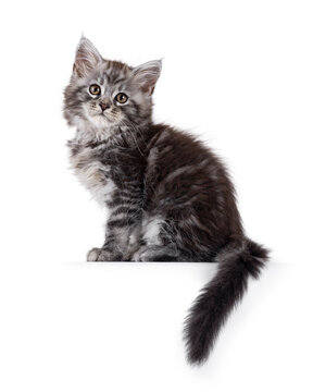 Cute grey silver Maine Coon cat kitten, sitting up side ways on edge. Looking straight to camera with curious expression. Isolated on a white background.