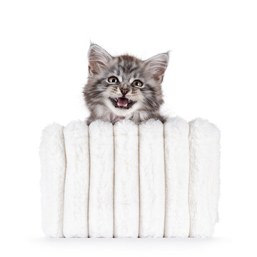 Cute grey silver Maine Coon cat kitten, sitting in white faux fur basket. Looking straight to camera with mouth open like smiling. Isolated on a white background.