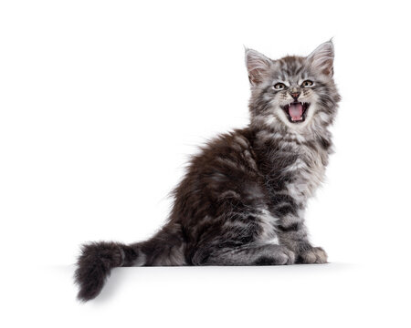 Cute grey silver Maine Coon cat kitten, sitting up side ways on edge. Looking straight to camera with mouth open talking, hissing, meowing or smiling. Isolated on a white background.