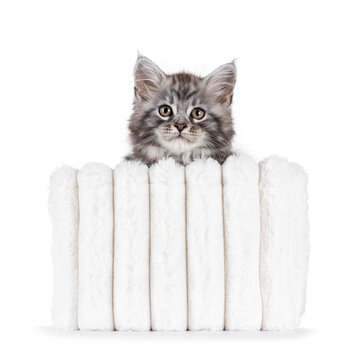 Cute grey silver Maine Coon cat kitten, sitting in white faux fur basket. Looking straight to camera with curious expression. Isolated on a white background.